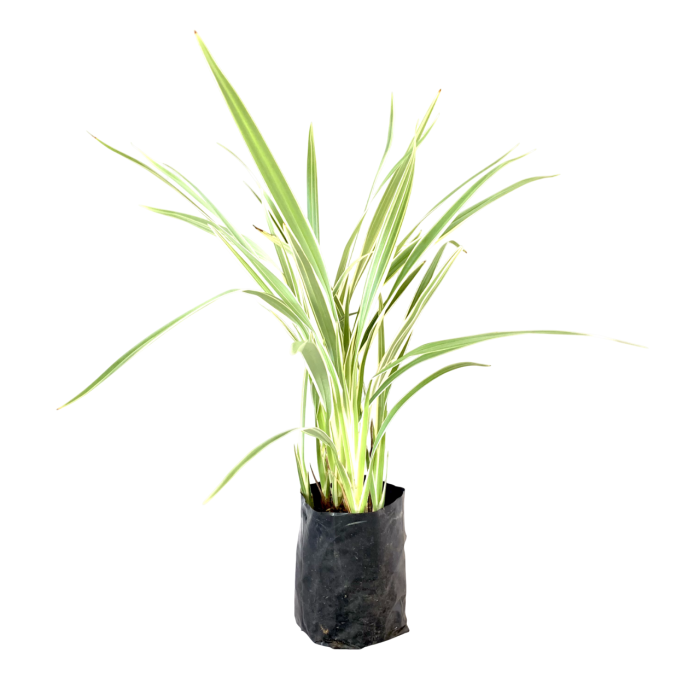 Dianella