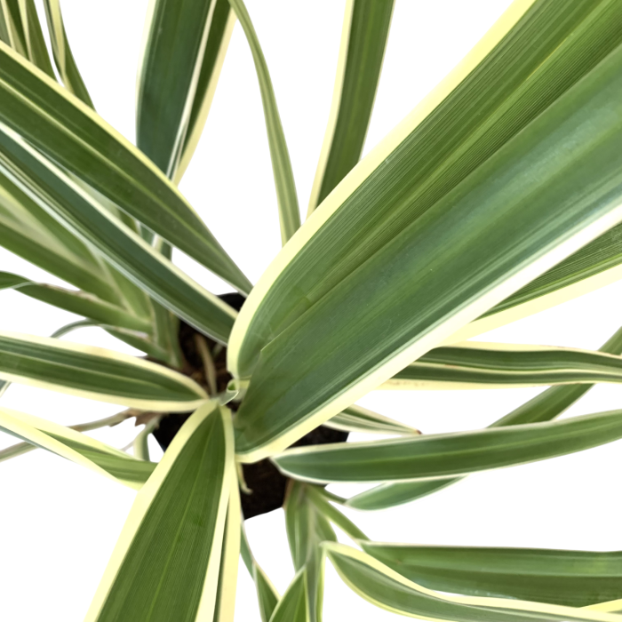 Dianella - Imagen 2