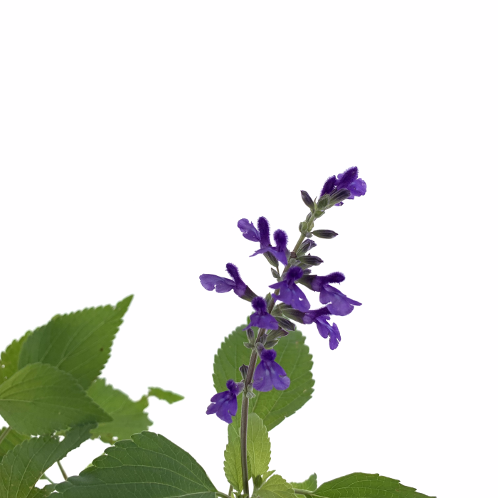 Salvia guaranítica - Imagen 2