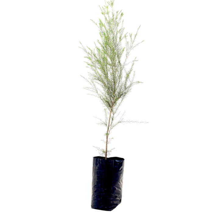 Melaleuca