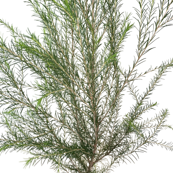 Melaleuca - Imagen 2