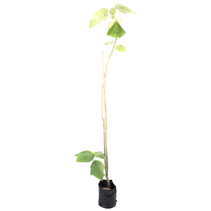 Kiri (70 cm) - Imagen 2
