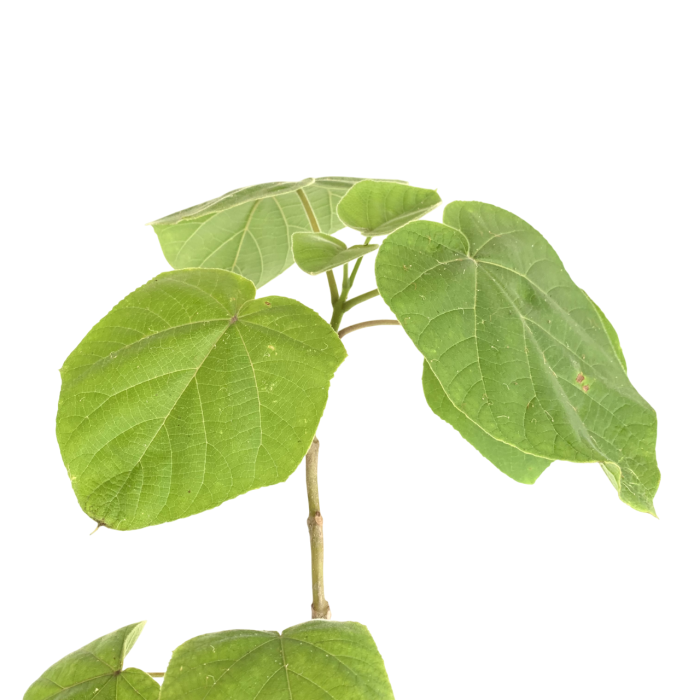 Kiri (70 cm)