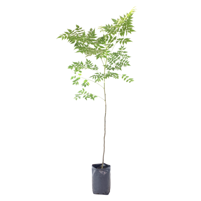 Paraíso verde