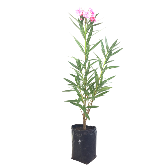 Laurel de jardín - Imagen 4
