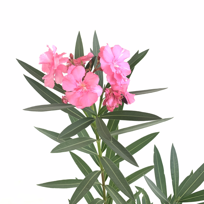 Laurel de jardín - Imagen 3