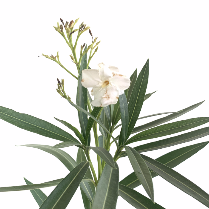 Laurel de jardín - Imagen 2