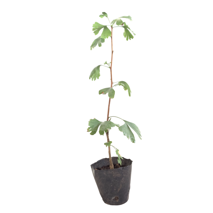 Ginko Biloba