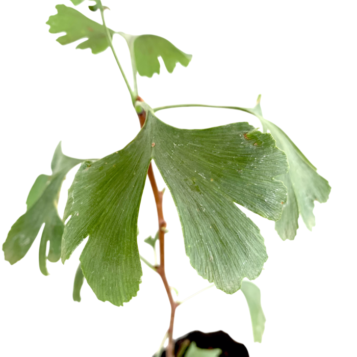 Ginko Biloba - Imagen 2