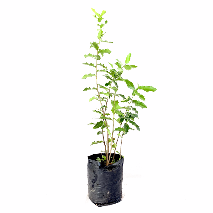 Congorosa