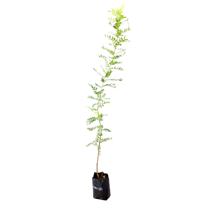 Caroba
