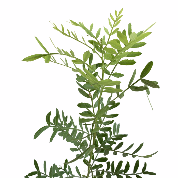 Caroba - Imagen 2