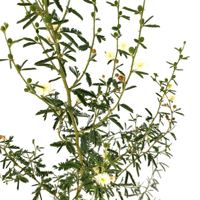 Mimosa - Imagen 2