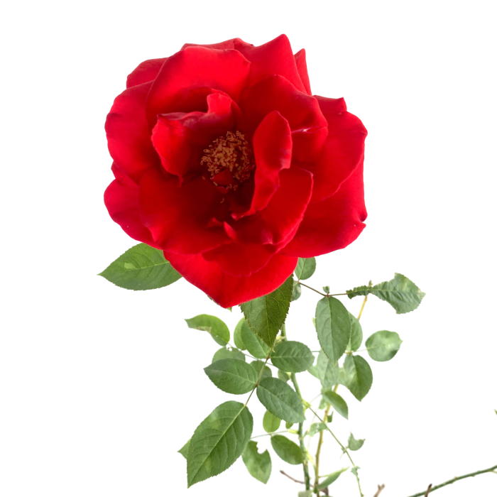 Rosal - Imagen 3
