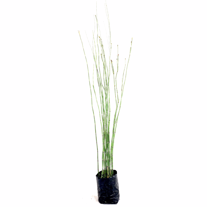 Equicetum