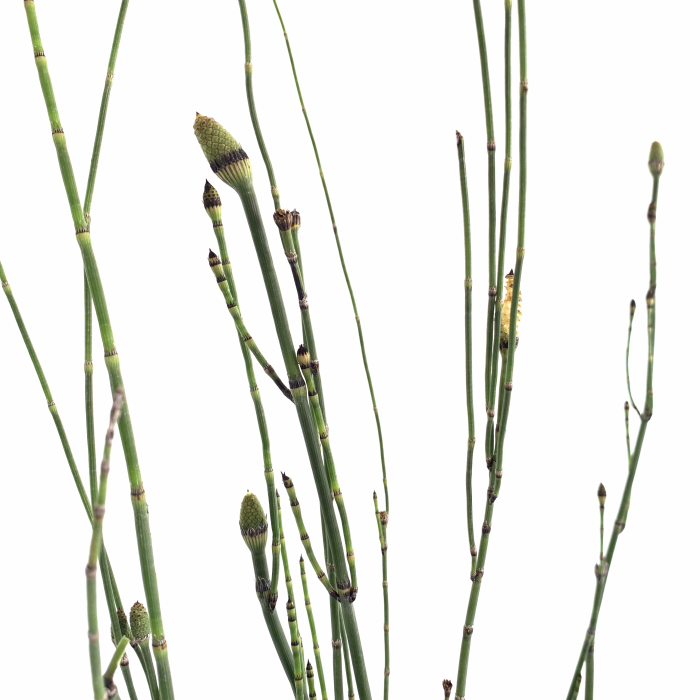 Equicetum - Imagen 2