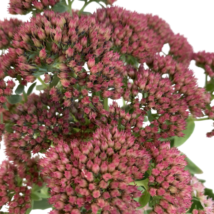 Sedum - Imagen 2