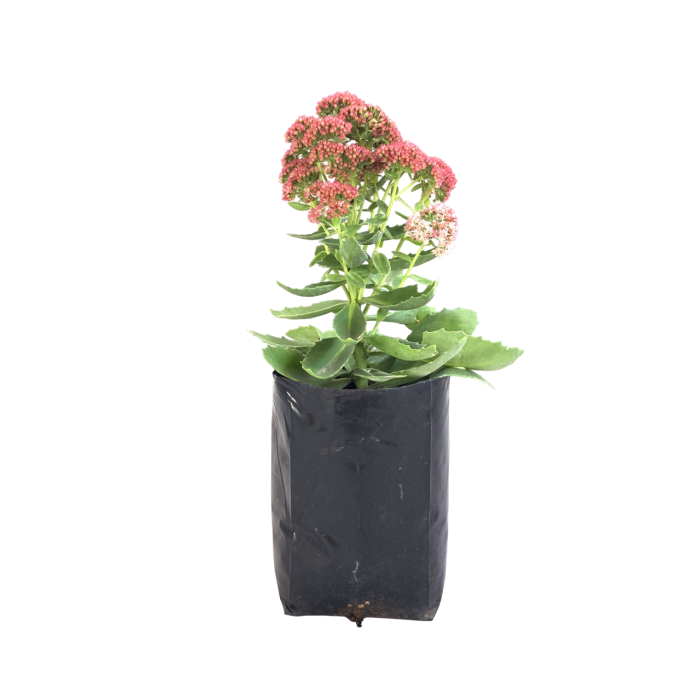 Sedum