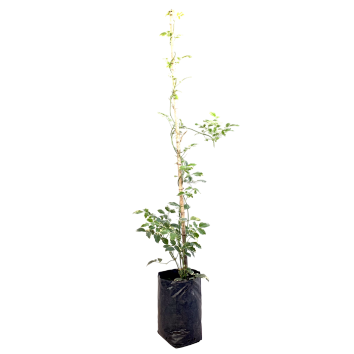 Pandorea variegada