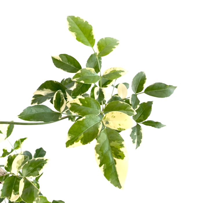 Pandorea variegada - Imagen 2