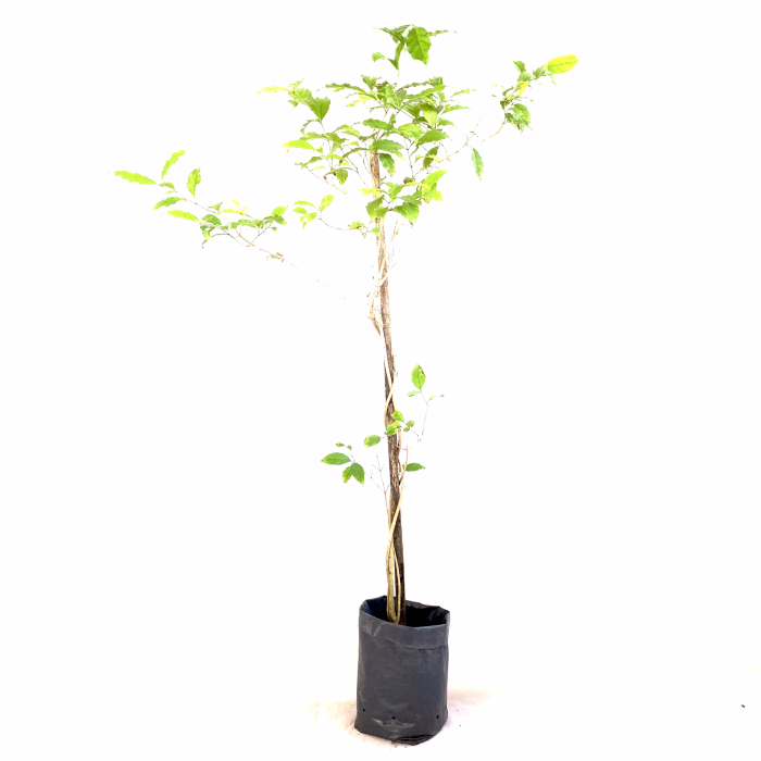 Combretum