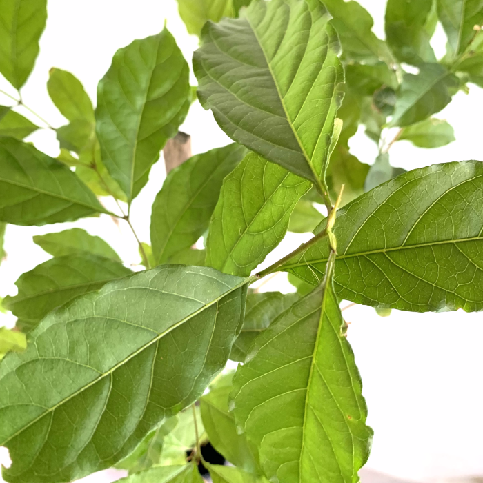 Combretum - Imagen 2