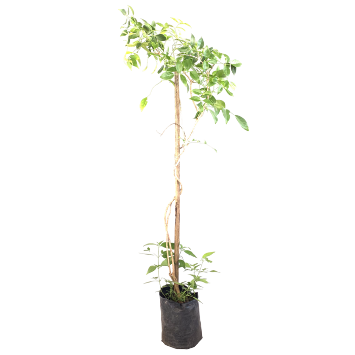 Pandorea
