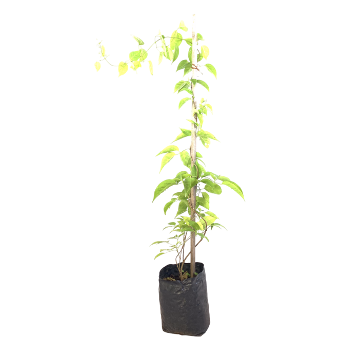 Duquesa de Orleans