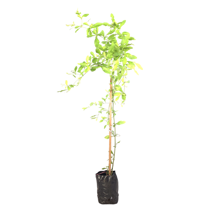 Plumbago blanco