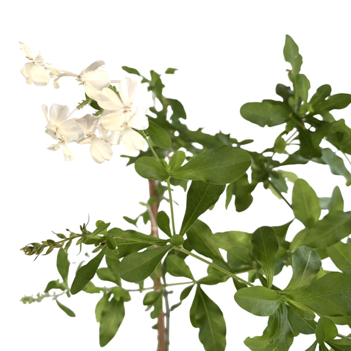 Plumbago blanco - Imagen 2