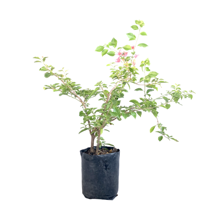 Santa Rita arbustiva