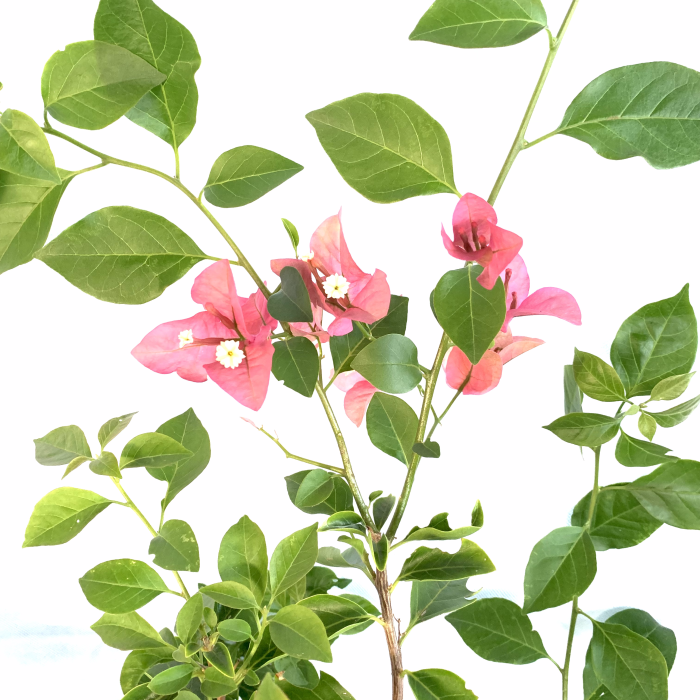 Santa Rita arbustiva