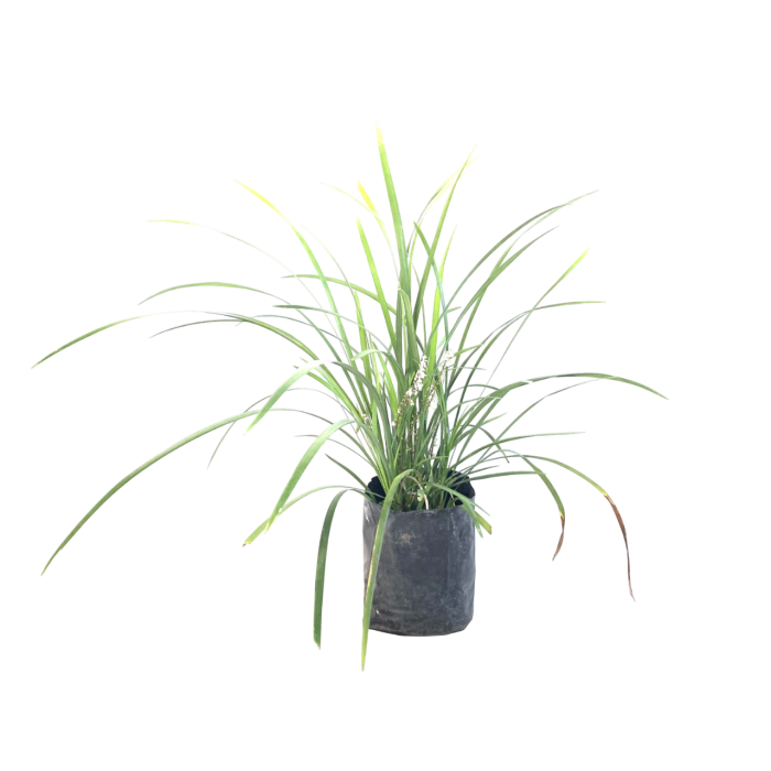 Liriope - Imagen 3