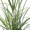 Liriope