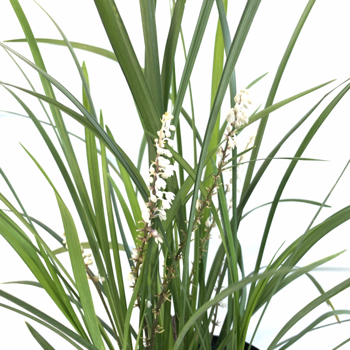 Liriope