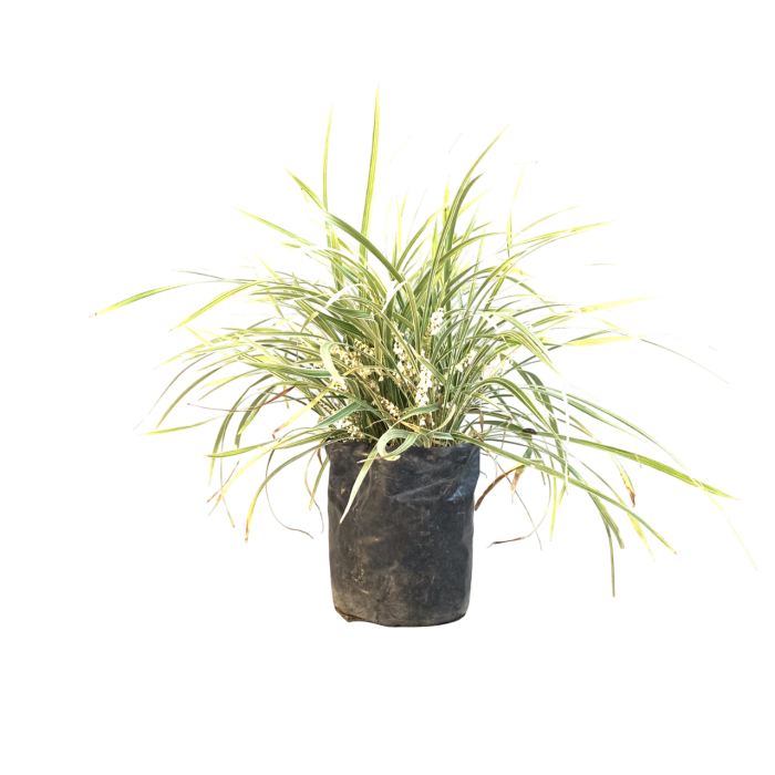 Liriope variegado