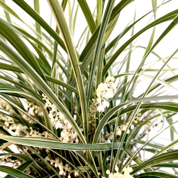 Liriope variegado - Imagen 2