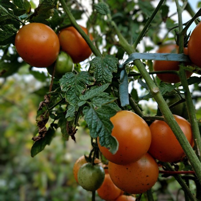 Semillas de Tomate - Beltrame - Imagen 2