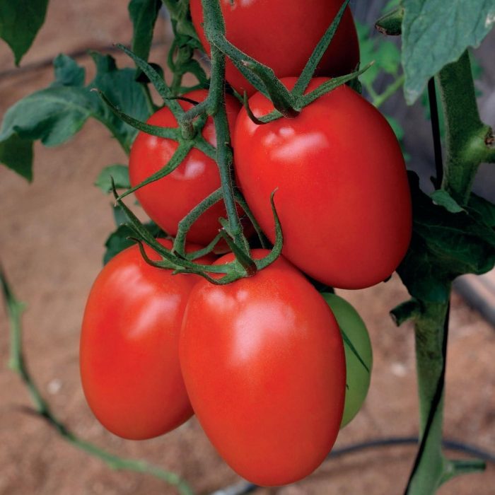 Semillas de Tomate perita - Beltrame - Imagen 2