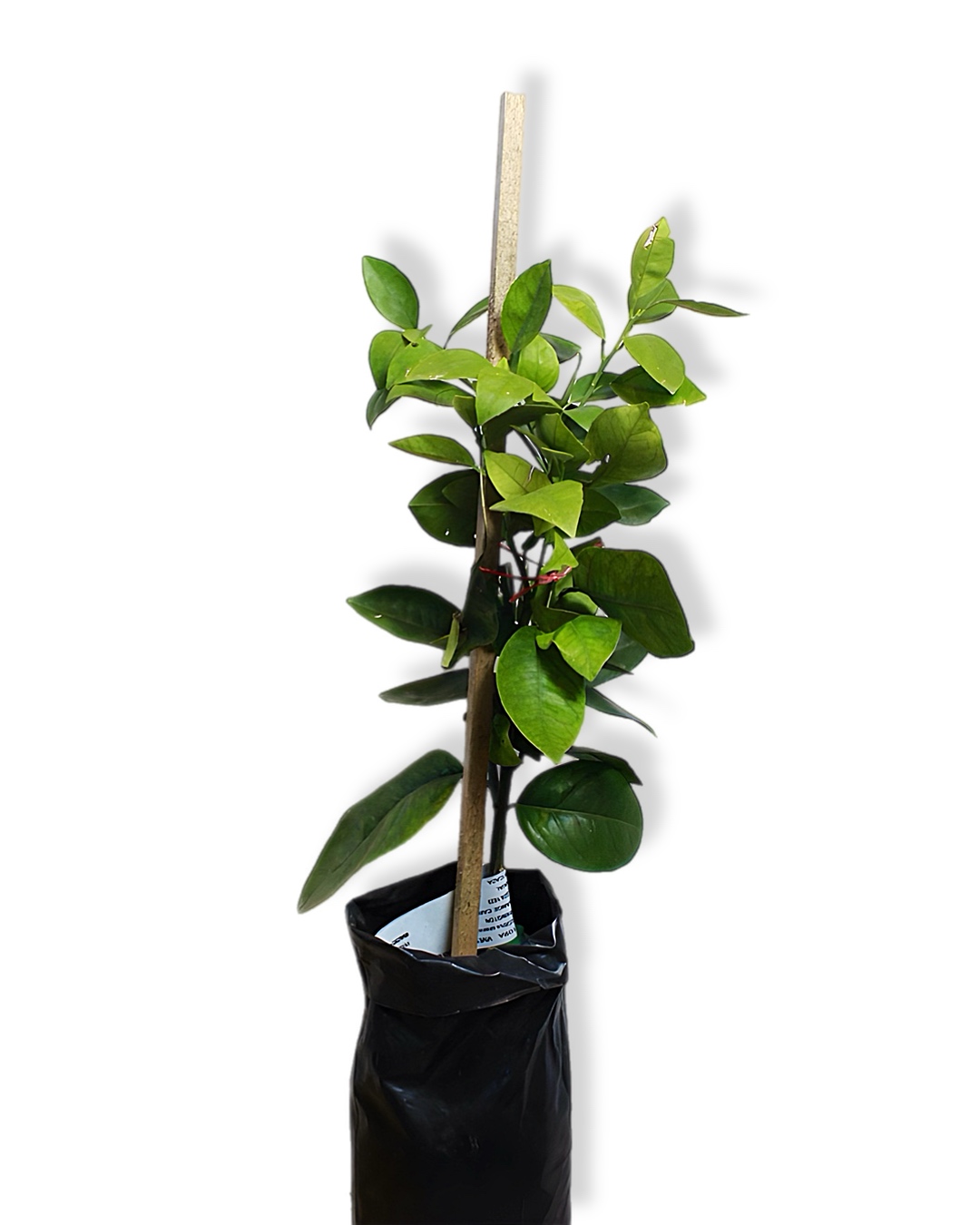 Naranja Washington - Imagen 2