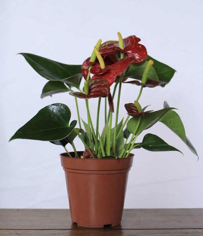 Anturio - Imagen 2