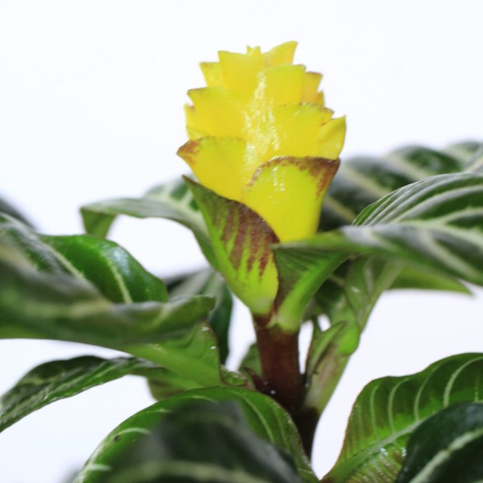 Aphelandra