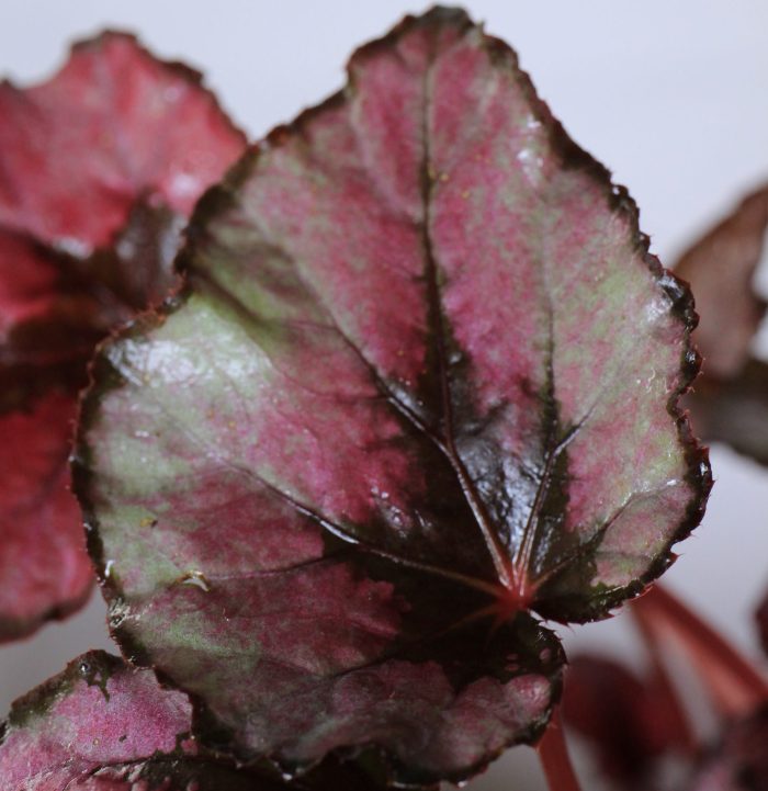 Begonia rex