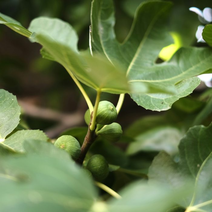 Higuera gota de miel