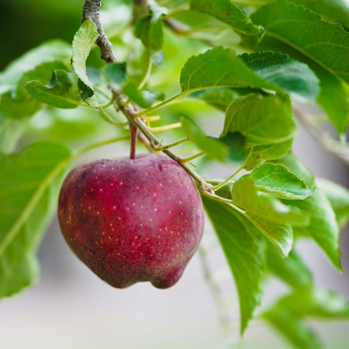 Manzana red