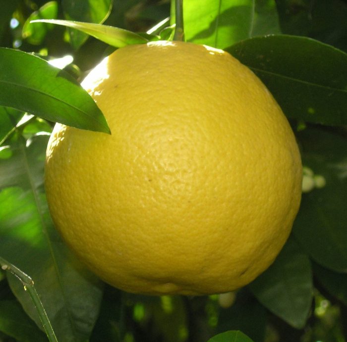 Pomelo Star ruby