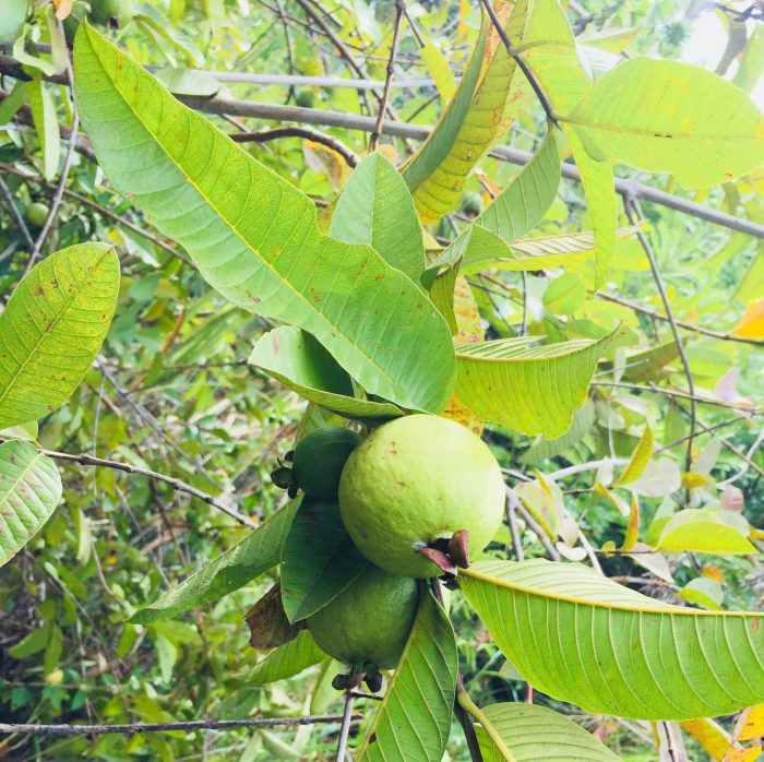Guayabo brasilero