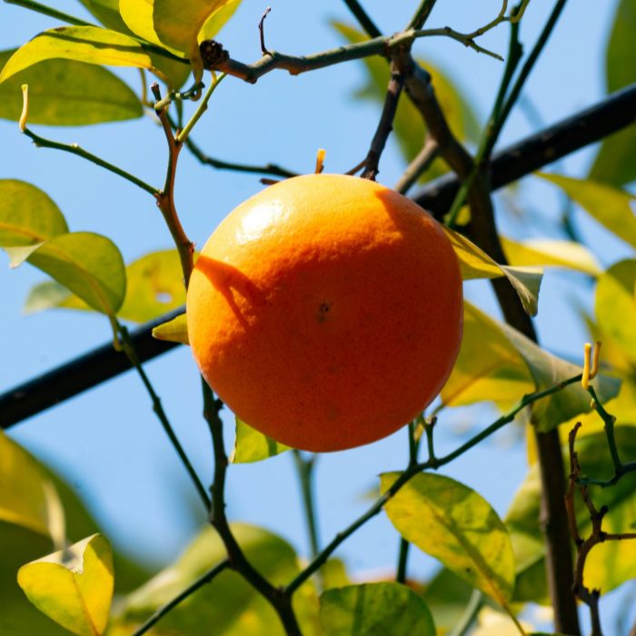 Mandarina Avana