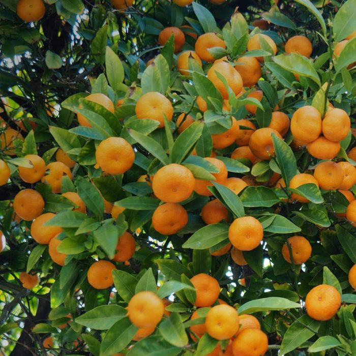 Mandarina Murcott