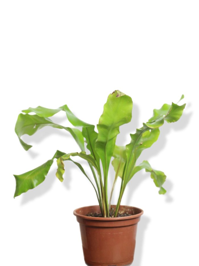 Asplenium liso